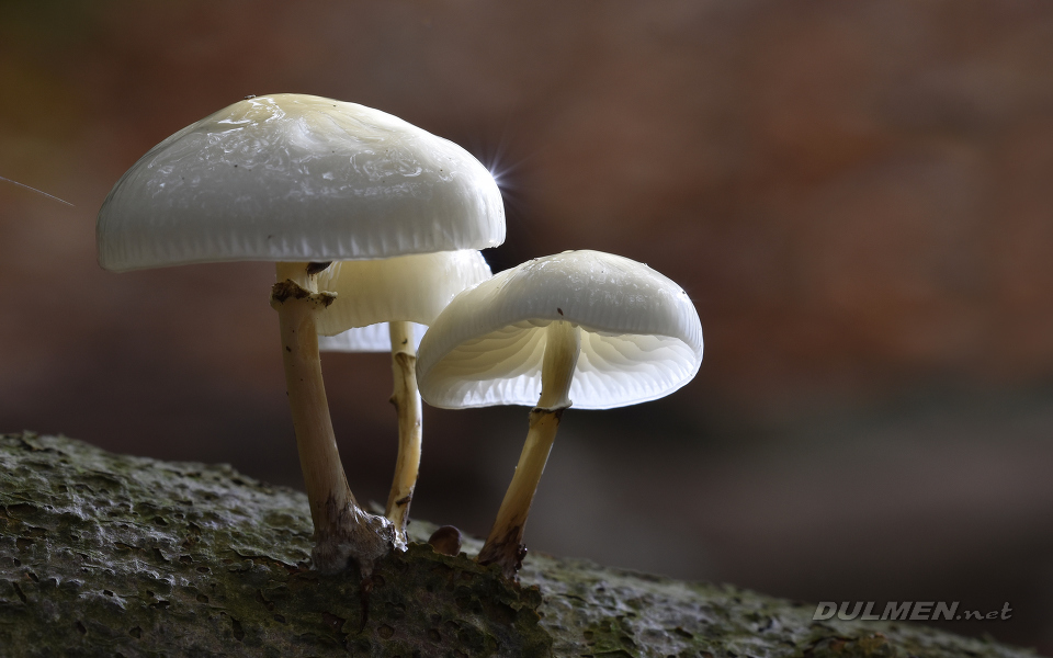 Porcelain fungus (Oudemansiella mucida)